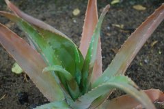 Aloe vera - Curacao-Aloe  1.jpg
